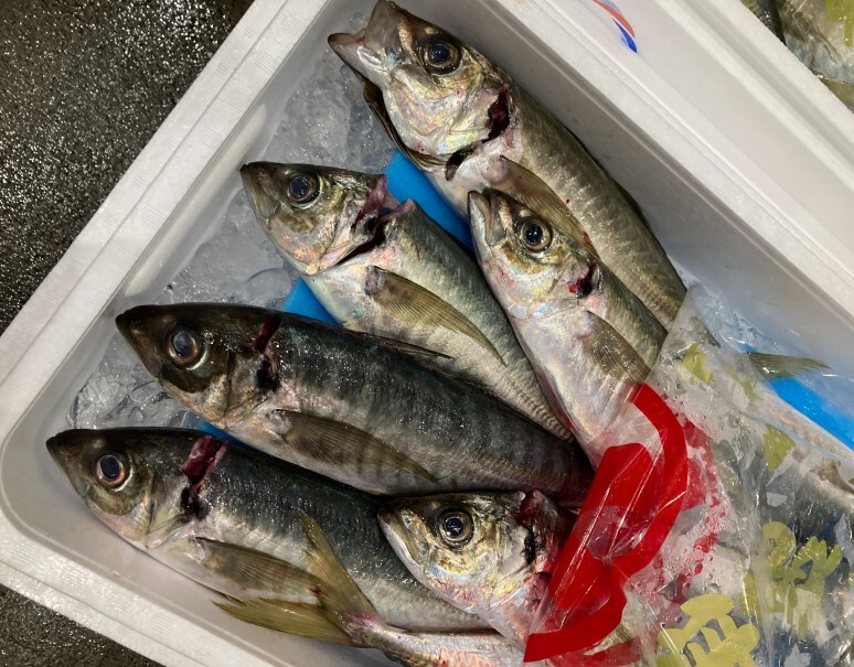 桜海老を食べた大物 首折活締め 駿河さくらあじ 静岡県産 1尾 400g超 尾 冷蔵 豊洲市場出荷 豊洲市場ドットコム