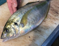 豊洲の鯛 たい 通販 お取り寄せ 豊洲市場ドットコム