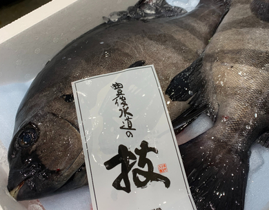 神経〆 豊後石鯛 大分県産 1尾 約1 5kg 冷蔵 豊洲市場直送 豊洲市場ドットコム