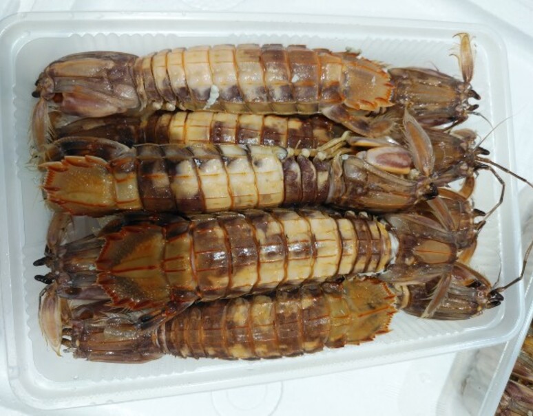 浜茹で特大しゃこ 殻付き オス 北海道石狩産 500g 10本入 冷蔵 豊洲市場ドットコム