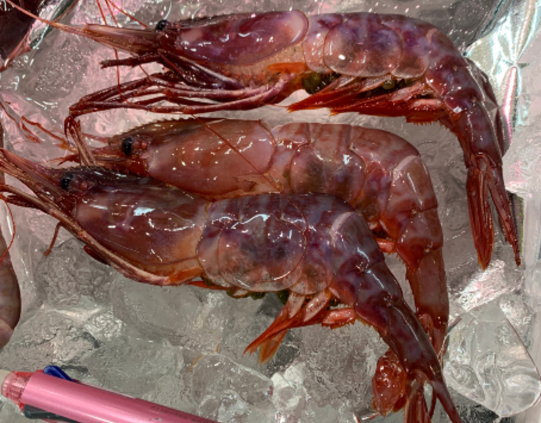 生食用 天然ぶどう海老 オスメス混み 青森県産 400g 40g 50g 尾 8 10尾 冷蔵 K 豊洲市場ドットコム