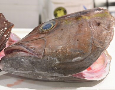 原魚でkg級 大カンパチ 兜1 2カット 東京都八丈島産 目安として約1 0kg 加熱用 冷蔵 F 豊洲市場ドットコム
