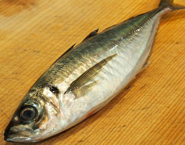 淡路の釣り真アジ 兵庫県産 大サイズ 1尾400g前後 冷蔵s 豊洲市場ドットコム