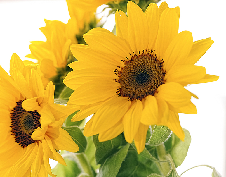 青の花瓶付き 初夏のお花セット ひまわり ラッピング付き生花5本 常温 豊洲市場ドットコム