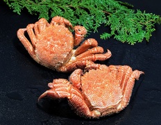 毛蟹 通販 お取り寄せ 豊洲市場のプロが厳選 直送だから高品質でお買い得 豊洲市場ドットコム