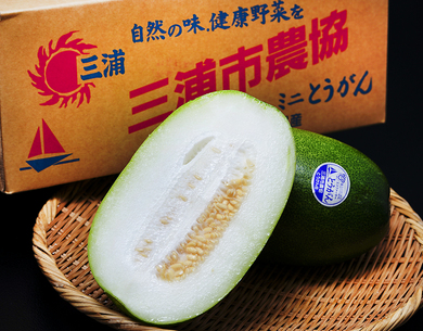 三浦市農協 ミニとうがん 神奈川県 三浦半島産 冬瓜 約5kg 4 5玉 産地箱入 常温 豊洲市場ドットコム