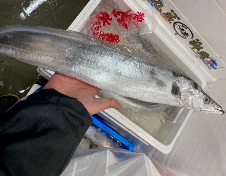 太刀魚 神奈川県産 1尾 約500g 冷蔵 T 豊洲市場ドットコム