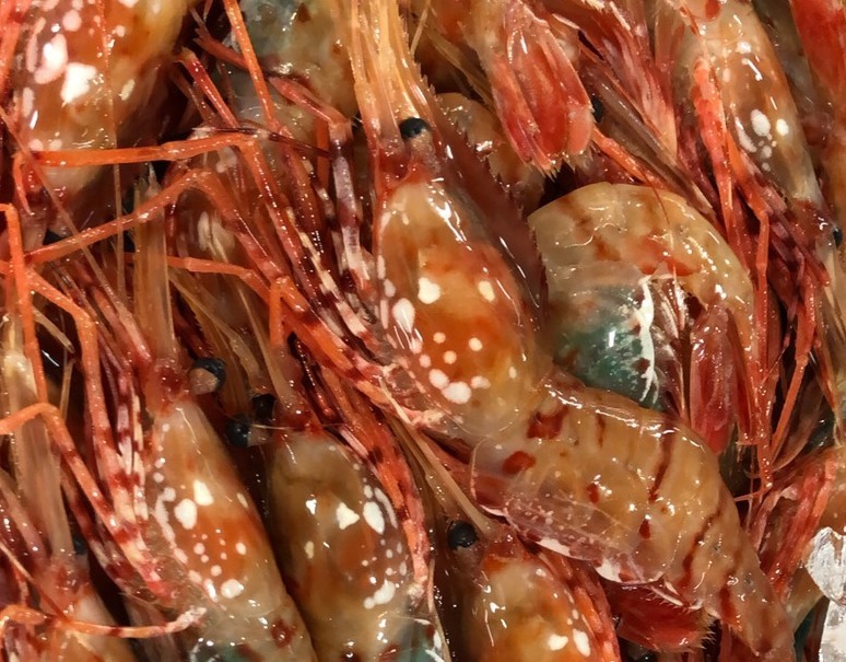 生食用 天然ボタン海老 北海道産 500g 70 80g 尾 冷蔵 K 豊洲市場ドットコム
