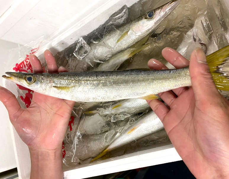 カマス 千葉県産 1尾 約300g 冷蔵 T 豊洲市場ドットコム