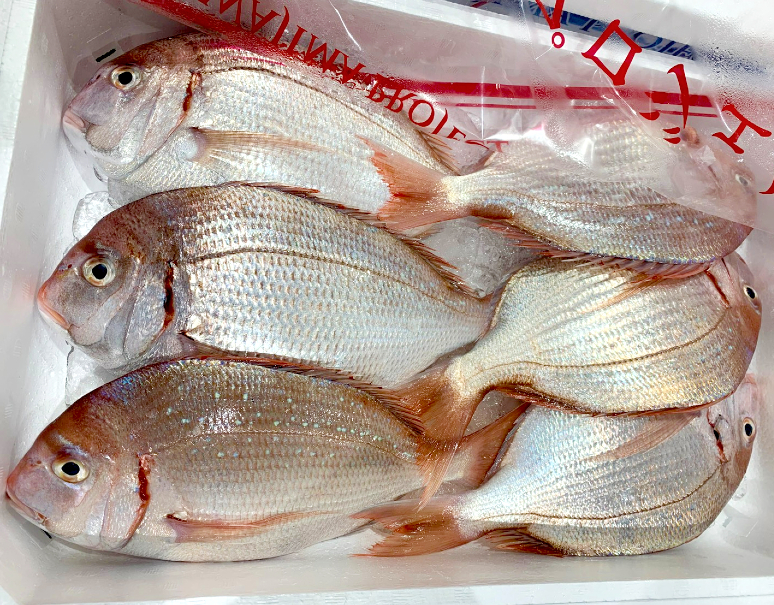 血鯛 花鯛 愛媛県産 2尾 約500g 尾 冷蔵 T 豊洲市場ドットコム