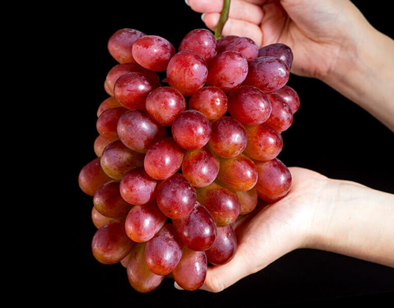 紫苑 しえん 赤秀品 岡山県産ぶどう 1房 約600g 常温 豊洲市場ドットコム