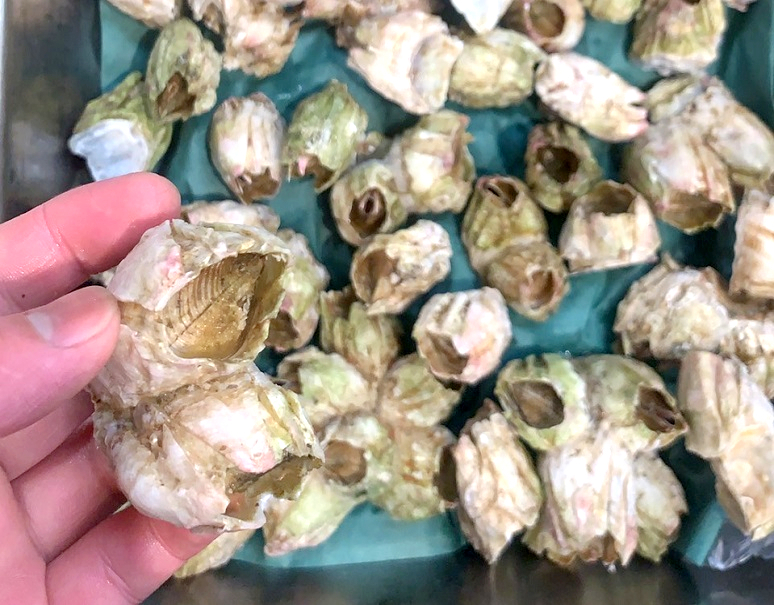 フジツボ 青森県産 約500g 約50g 粒 冷蔵 S 豊洲市場ドットコム