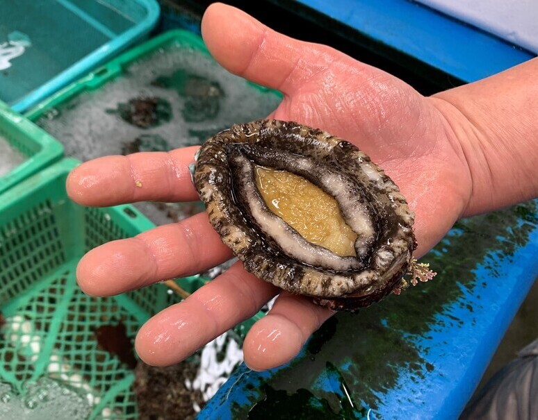 天然 蝦夷アワビ 宮城県産 1個 約100 1g 冷蔵 三清 豊洲市場ドットコム