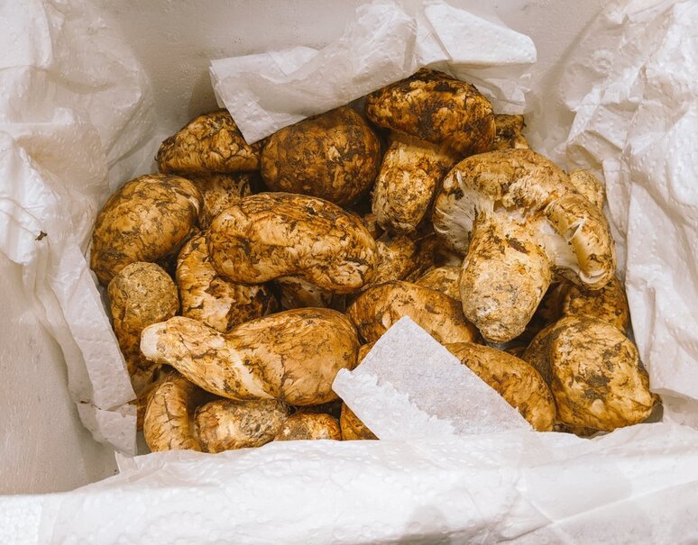 松茸 トルコ産 無選別 約1kg前後 すだち付き 冷蔵 定松 豊洲市場ドットコム