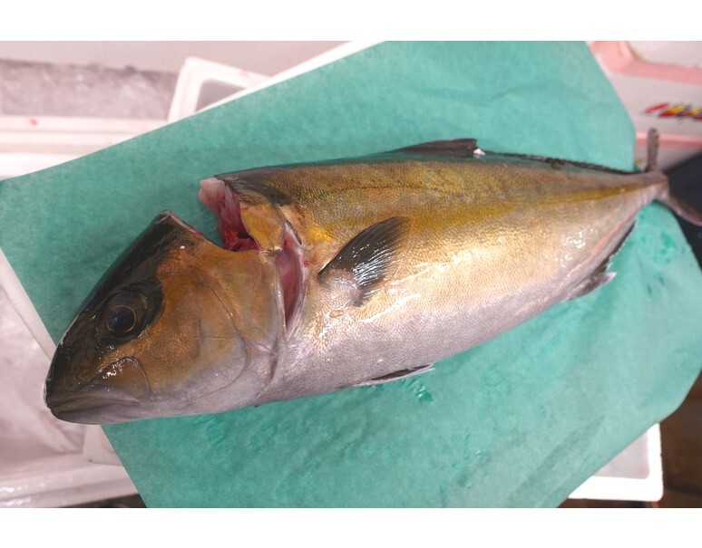 生食用 活〆養殖カンパチ 鹿児島県産 1尾 約4kg 冷蔵 高邦 豊洲市場ドットコム