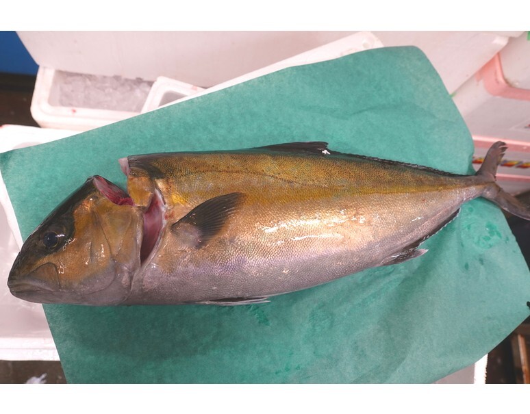 生食用 活〆養殖カンパチ 鹿児島県産 1尾 約4kg 冷蔵 高邦 豊洲市場ドットコム