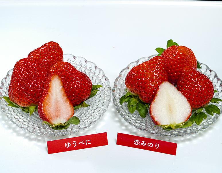 熊本いちご食べ比べ 恋みのり ゆうべに 約250g 8p 冷蔵 豊洲市場ドットコム 熊本いちご食べ比べ 恋みのり ゆうべに 約250g 8p 冷蔵 豊洲市場ドットコム