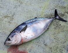 『媛スマ』 愛媛県産 養殖 スマガツオ 1尾 (1.5〜1.8kg) ※冷蔵