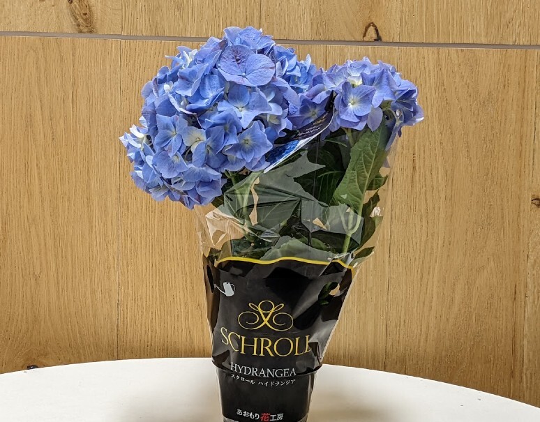 ロスフラワー削減 紫陽花 サンセットブルー 1鉢 3 5寸 目安として鉢底からの高さ 約40cm アクアセル付き 常温 豊洲市場ドットコム