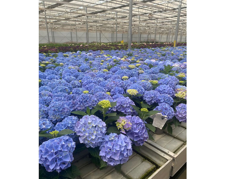 ロスフラワー削減 紫陽花 サンセットブルー 1鉢 3 5寸 目安として鉢底からの高さ 約40cm アクアセル付き 常温 豊洲市場ドットコム