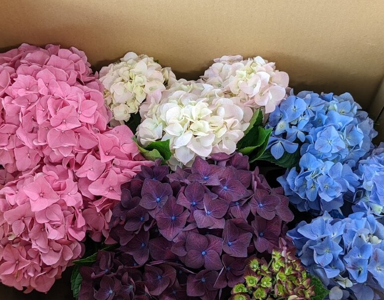 ロスフラワー削減 4種の紫陽花 サンセットブルー サンセットピンク ディープパープル コットンキャンディー 各1鉢 3 5寸 目安として鉢底からの高さ 約40cm アクアセル付き 常温 豊洲市場ドットコム