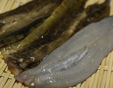 天ぷら種 幻の魚 開き銀宝 ギンポ 約500g 原魚で1尾80g前後 宮城県産 冷蔵 藤田 豊洲市場ドットコム