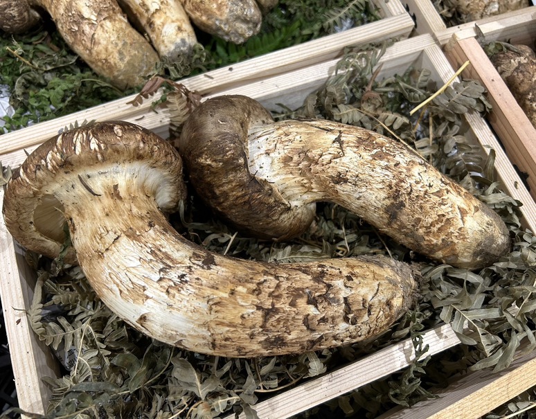 『松茸』岩手県産 つぼみ〜中つぼみ 計約330g(3本)すだち付 ※冷蔵【大田夜市】