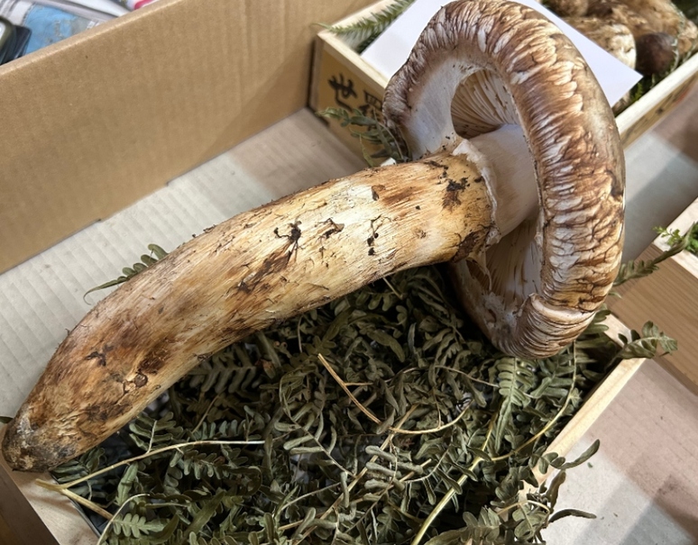 北海道産松茸 中つぼみ5本(270g)-