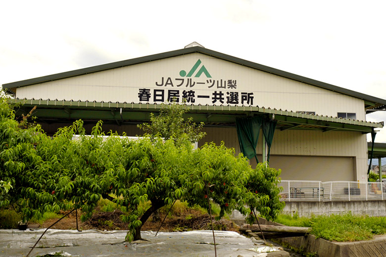 春日居の桃の選果が行われる春日居共選場